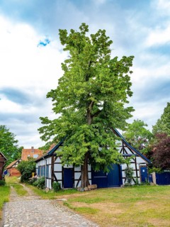 Half-timbered house in the Rundlingsdorf Guehlitz. The village is one of the 19 Rundling villages that have applied to become a UNESCO World Heritage Site. Guehlitz