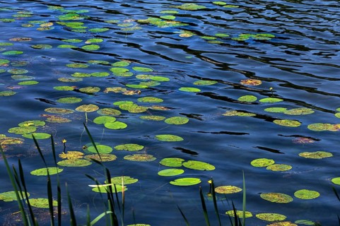 Lily pads