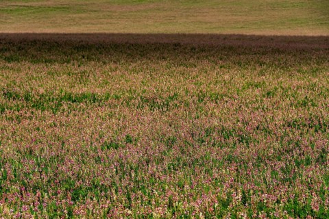 Alfalfa field in Limagne plain