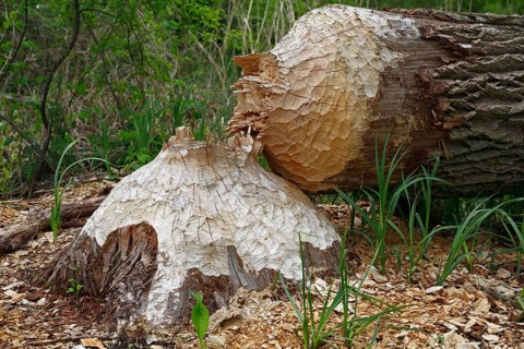 Beaver European beaver (Castor fiber)