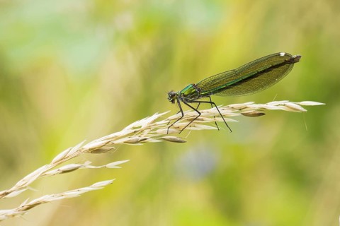 Banded demoiselle (calopteryx splendens)