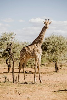 Angolan Giraffe (Giraffa Giraffa angolensis)