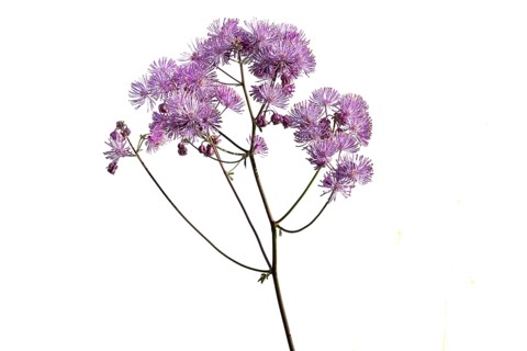 Greater meadow-rue (Thalictrum aquilegiifolium) on white ground