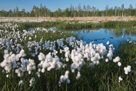 Common cottongrass (Eriophorum angustifolium) in a rewetting area