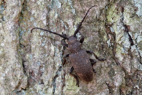 Weaver beetle (Lamia textor)