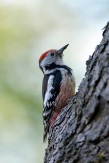 Middle spotted woodpecker (Dendrocopos medius)