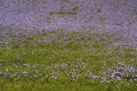 Flax (Linum usitatissimum) field in flower