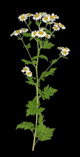 Feverfew (Tanacetum parthenium)
