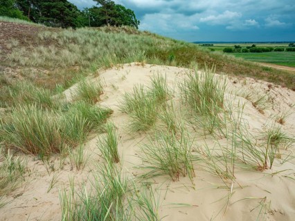 Dry sandy grassland in the Binnenduenen nature reserve near Klein Schmoelen