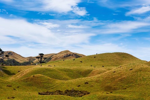 Landscape