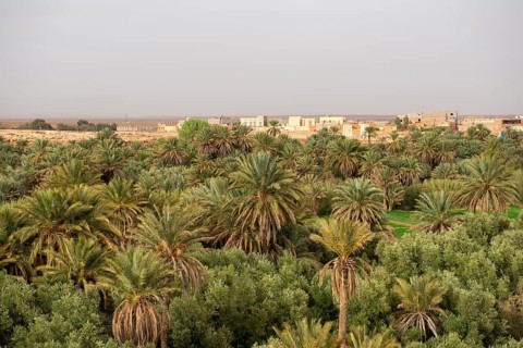 Valley full of palm trees at the oasis Source Bleu
