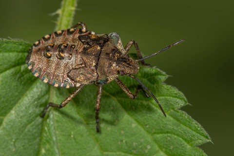 Forest bug (Pentatoma rufipes) larva on a stinging nettle leaf