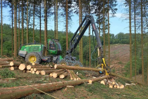 Harvester harvesting spruce infested with Grained spruce bark beetle (Cryphalus abietis)