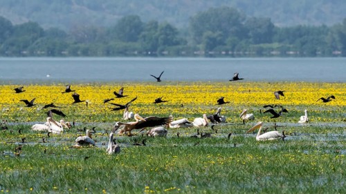 Cormorants (Phalacrocoracidae) and Dalmatian pelicans (Pelecanus crispus) fishing at Lake Kerkini with yellow flowers in the background