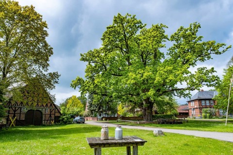 Two milk cans are standing on a table in front of the village oak in the centre of the Rundlingsdorf Kuesten