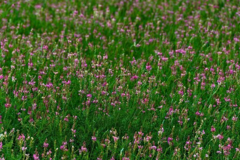 Alfalfa field in Limagne plain