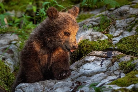 European brown bear (Ursus arctos arctos)