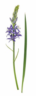 Camassia quamash (Camassia quamash)