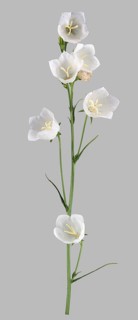 Peach-leaved bellflower (Campanula persicifolia)