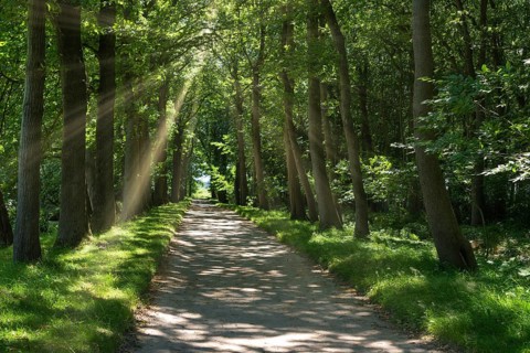 Landscape garden and castle park