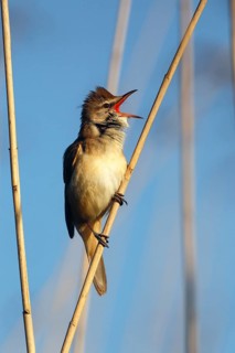 Great Reed Warbler (Acrocephalus arundinaceus) at the singing place on a reed stalk