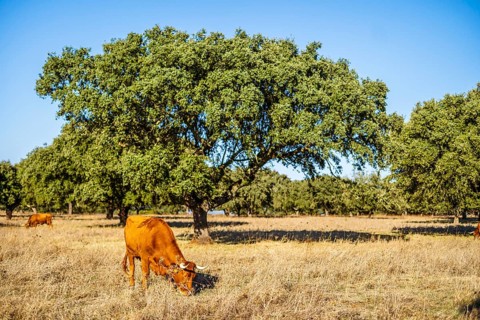 Alentejo landscape