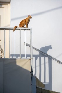 Tabby cat sitting on railing