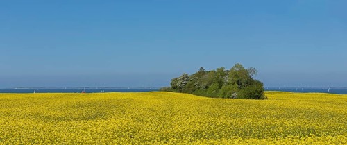 Rape field near Luetjenbrode