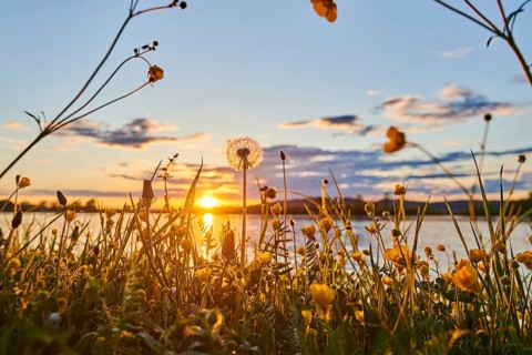 Common dandelion (Taraxacum sect. Ruderalia) and corn buttercup