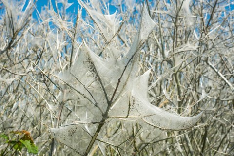 Insect damage by Ermine butterfly (Yponomeutidae) in Ystad