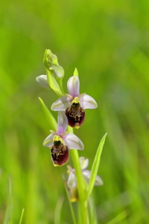 Late spider-orchid (Ophrys holoserica) wild orchid