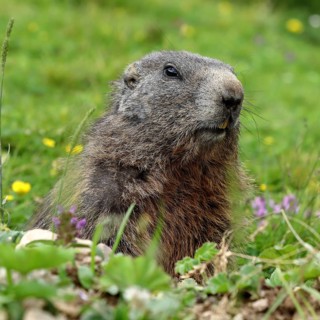 Alpine Marmot (Marmota marmota)