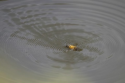 Wild bee (Apoidea) on water surface