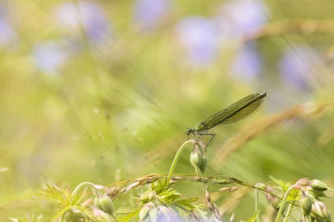 Banded demoiselle (calopteryx splendens)