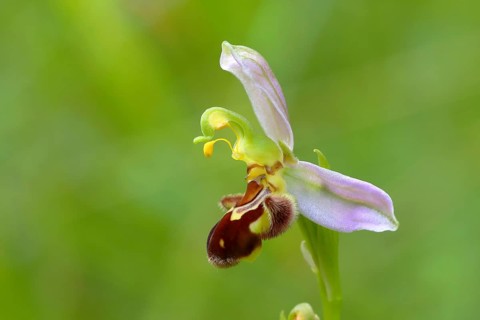 Bee orchid (Ophrys apifera)