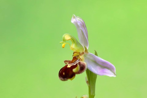 Bee orchid (Ophrys apifera)