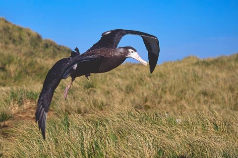 First flight of a juvenile Wandering Albatross (Diomedea exulans)