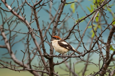 Woodchat Shrike (Lanius senator) on its roost