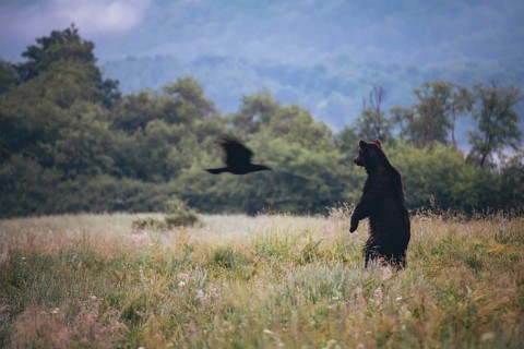 Brown bear (Ursus arctos) standing
