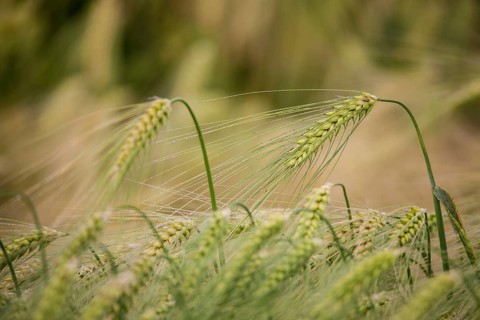 Ear of Barley (Hordeum vulgare) with dewdrops