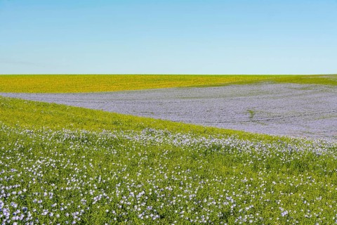 Flax (Linum usitatissimum) field in flower
