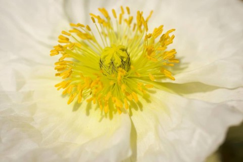 Macro Iceland poppie bloom with narrow depth of field