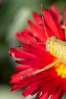 Egyptian locust (Anacridium aegyptium) on a flower