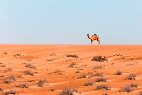 Camel in the desert