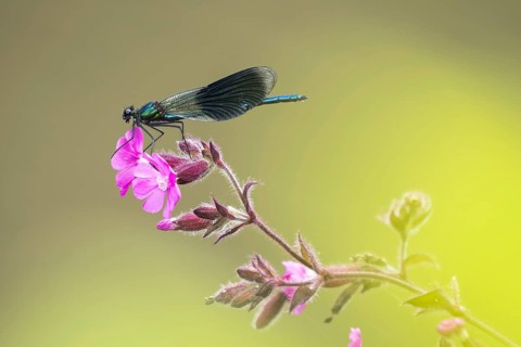 Banded demoiselle (calopteryx splendens)