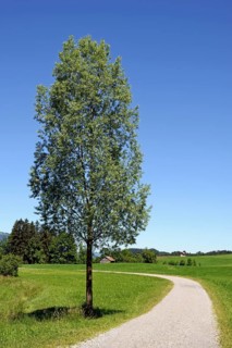Deciduous tree