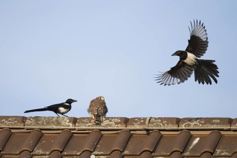 European magpies (Pica pica) attack juvenile Common Common Kestrel (Falco tinnunculus) on house roof