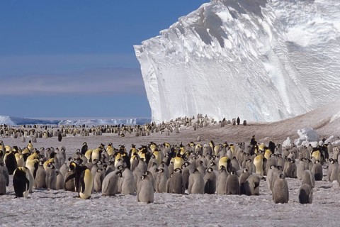Emperor penguin (Aptenodytes forsteri) colony in front of iceberg