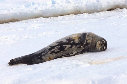 Weddell Seal (Leptonychotes weddellii) resting on snow