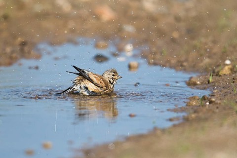 Linnet (Carduelis cannabina)